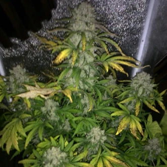 Семена конопли Auto Colorado Cookies Feminised Silver
